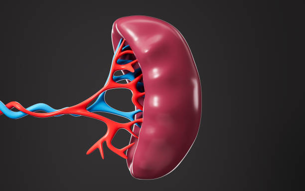 istock Human blood vessel and splenic organ model, 3d rendering. 2148090813