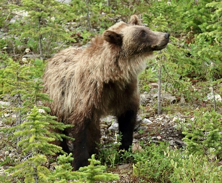 Grizzly Bear Kananaskis Country