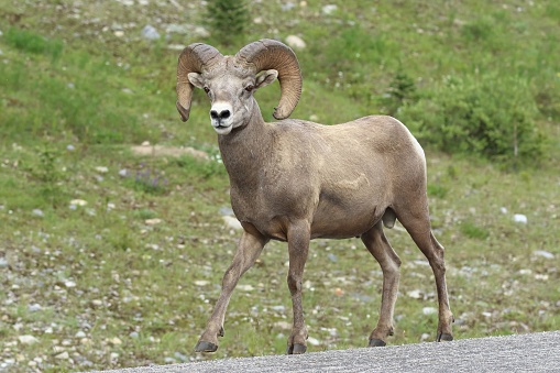 Ram Kananaskis Country