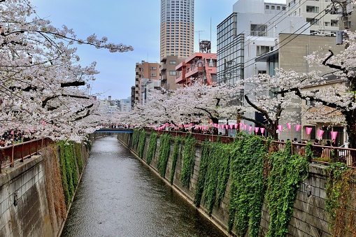 The upper stream section of Meguro River, which runs through Meguro Ward of Tokyo, is one of the most popular spots for cherry blossom viewing in Tokyo. The streets on both sides of the river are normally very crowded with a big number of people, who turn out to enjoy the cherry blossom during the season (from late March to early April).\nLots of flowers are falling with wind and floating on the river.\nThe species of the cherry tree here is Somei-Yoshino, the most popular kind in Japan.
