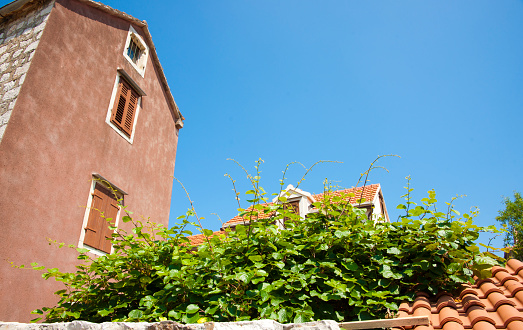 Green fine growing over terra cotta roof tiles with high plaster walled buildings on island of Hvar Croatia.