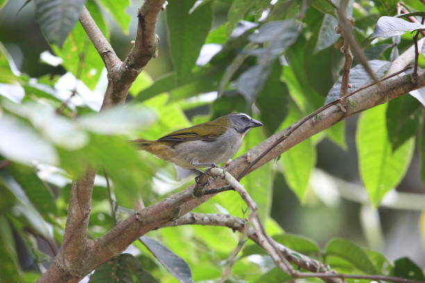 istock The buff-throated saltator (Saltator maximus) in Ecuador 2148091629