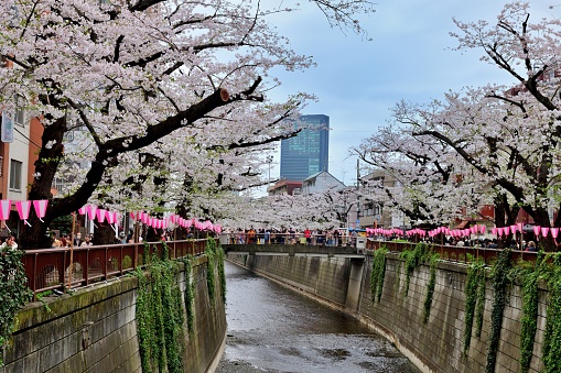 The upper stream section of Meguro River, which runs through Meguro Ward of Tokyo, is one of the most popular spots for cherry blossom viewing in Tokyo. The streets on both sides of the river are normally very crowded with a big number of people, who turn out to enjoy the cherry blossom during the season (from late March to early April).\nLots of flowers are falling with wind and floating on the river.\nThe species of the cherry tree here is Somei-Yoshino, the most popular kind in Japan.