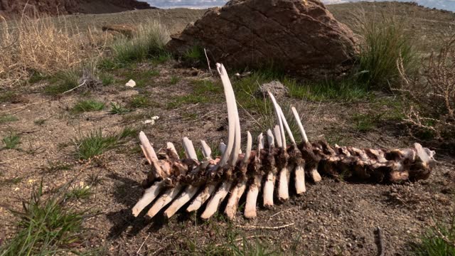 Wide shot of animal bones in the western United States.