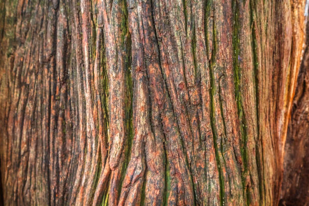 Textura de la corteza de un árbol de ahuehuete
