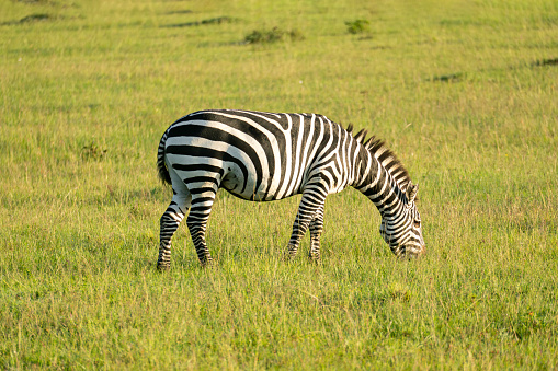 Three Zebra in the plains of the Serengeti