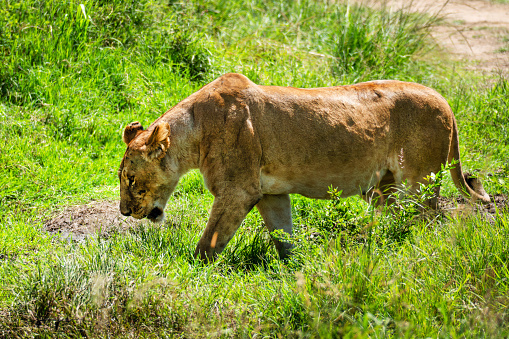 A lioness walking on a green grass field