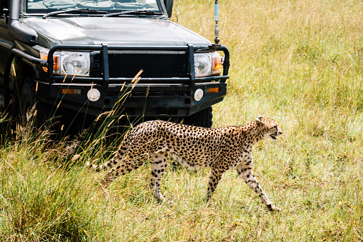 Big male Leopard with safari cars in the background in Masai Mara, Watching wild animals on safari in Kenya or Tanzania.