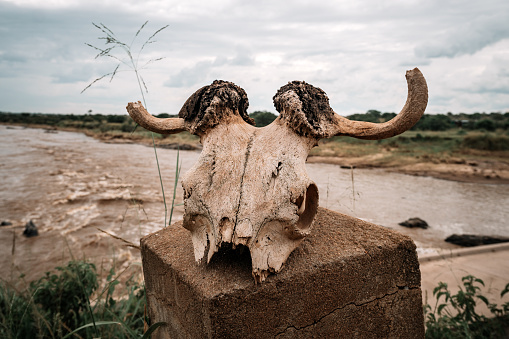 Skull in steppe. Landscape with Animal Skull. buffalo skull