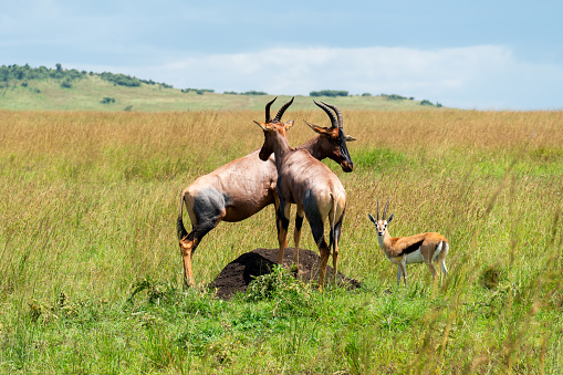 Topi (Damaliscus jimela), Ishasha National Park, Uganda