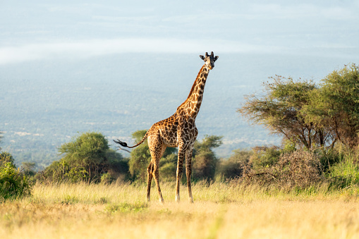 giraffe in the wild. A giraffe walks among the trees in the savannah. Beautiful African landscape. Masai Mara kenya.