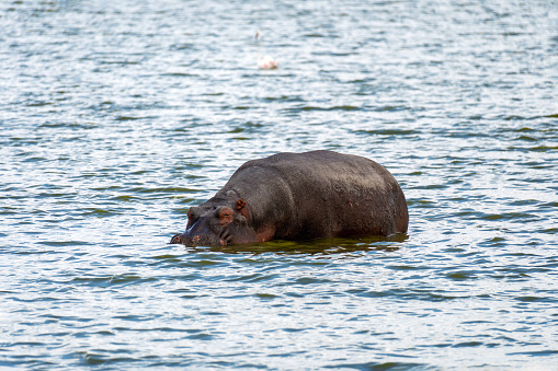 The hippopotamus is sitting in the blue water. African animals in the wild.