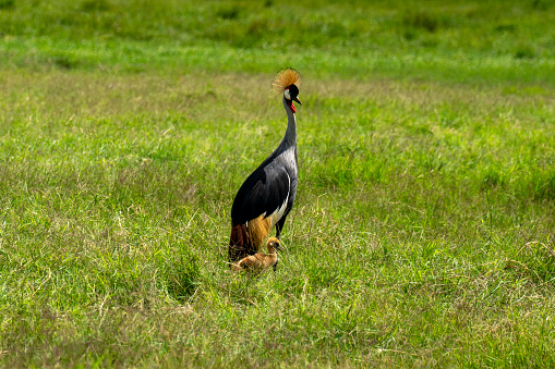 Black crowned crane (Balearica pavonina) and its fledgling baby crossing road in afternoon sun. Amboseli national park, Kenya.