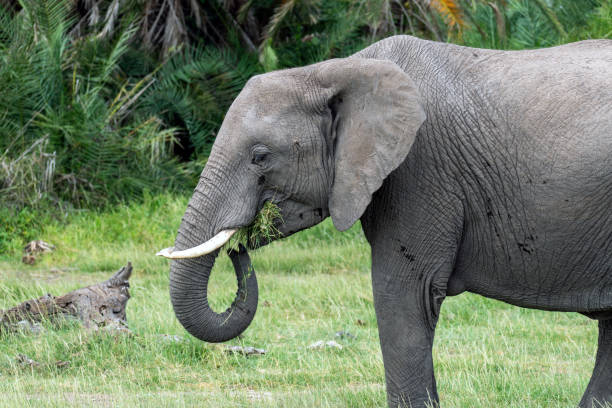 istock African elephant gracefully roaming its natural habitat. majestic elephant, adorned with impressive tusks, stands tall against 2148094479