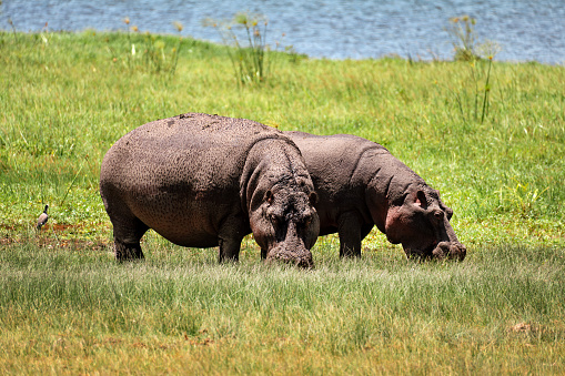 two Hippo grazing near the water of lake edward of Uganda, hungry hippopotamus eating grass