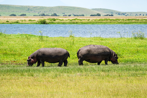two Hippo grazing near the water of lake edward of Uganda, hungry hippopotamus eating grass