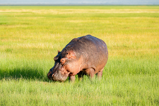 Hippopotamus eating in Zimbabwe Africa. A hippopotamus eats grass in Kenya