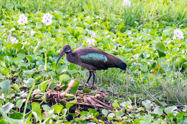 istock Hadada Ibis foraging on pond, closeup portrait 2148094537
