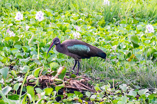 Hadada Ibis foraging on the pond, closeup portrait