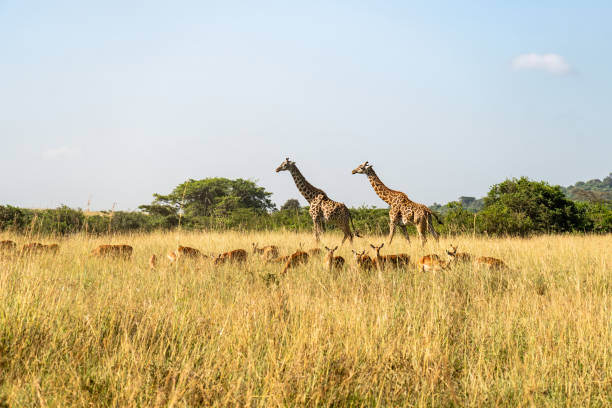 istock Nubian Giraffe, Giraffa camelopardalis camelopardalis, male, Critically endangered animal. plains at Masai Mara National Reserve, Kenya, East Africa. 2148094561