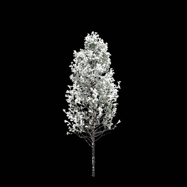 3d illustration of Pseudotsuga menziesii covered tree isolated on black background