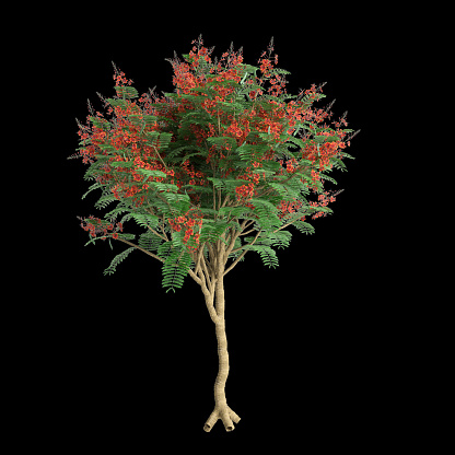 3d illustration of Caesalpinia pulcherrima tree isolated on black background