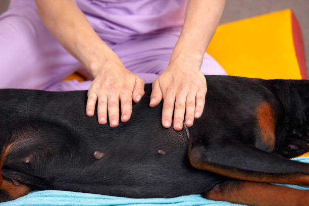 istock big dog lying on the floor and gets a massage on its thight 2148095518