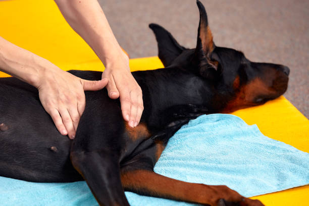 istock big dog lying on the floor and gets a massage on its thight 2148095875