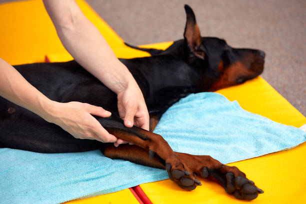 big dog lying on the floor and gets a massage on its thight