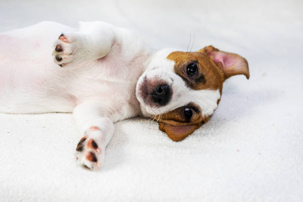 istock funny Jack Russell puppy lying on the sofa. caring for pets 2148096001