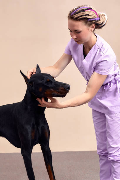 istock Female therapist working with dog in veterinary clinic 2148096069