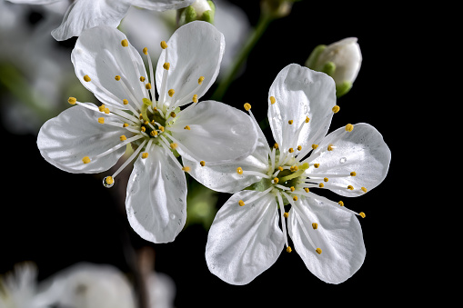 Beautiful white cherry blossoms isolated on a black background. Flower head close-up.