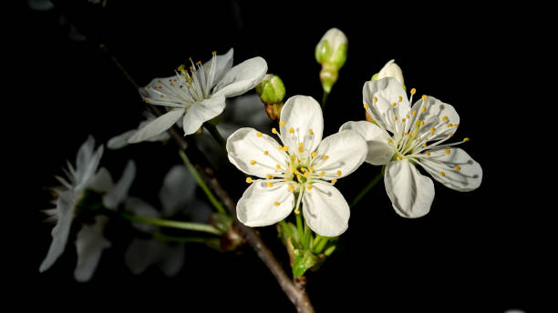 istock Blooming white cherry tree flowers on a black background 2148096791