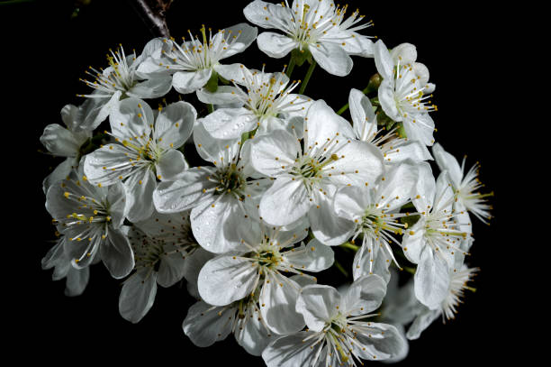 istock Blooming white cherry tree flowers on a black background 2148096792