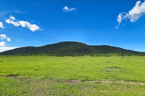 African landscape. endless savanna is covered with green grass. Countless herds of herbivores graze. On the horizon is a mountain range. There are picturesque cumulus clouds in the sky. Kenya.