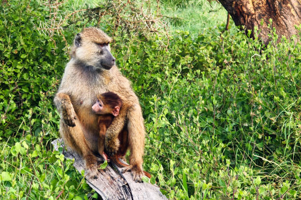 Tender moment unfolds as mother monkey lovingly cradles her precious baby, showcasing a heartwarming bond in the embrace of nature's affection