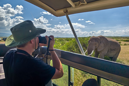 Photographer taking pictures of an African elephants, wild animal, safari game drive, Eco travel and tourism, Kruger national park, South Africa