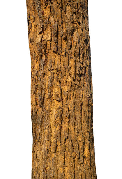 istock Trunk of a tree Isolated On White Background. 2148097157