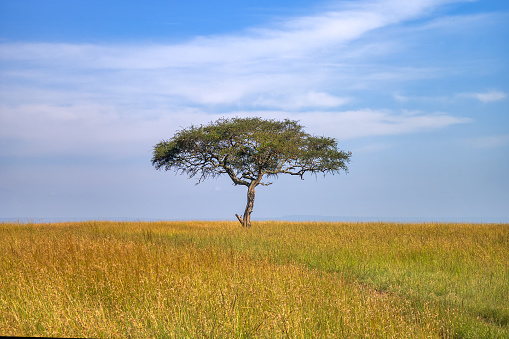 Large Acacia tree in the open savanna plains of East Africa