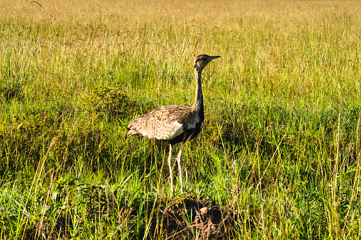 Adult female Macqueen's Bustard (Clamydotis macquenii), also known as Asian Houbara Bustard. Side view of a ringed bird standing in the tall dry grass