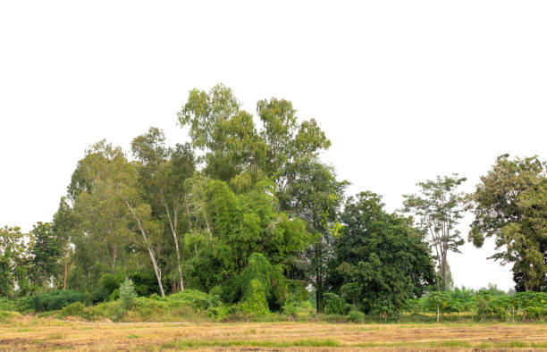 A group of rich green trees High resolution on white background.