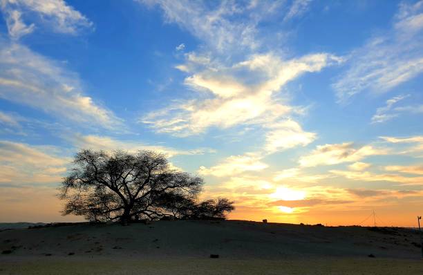 istock Tree of Life Bahrain 2148097402