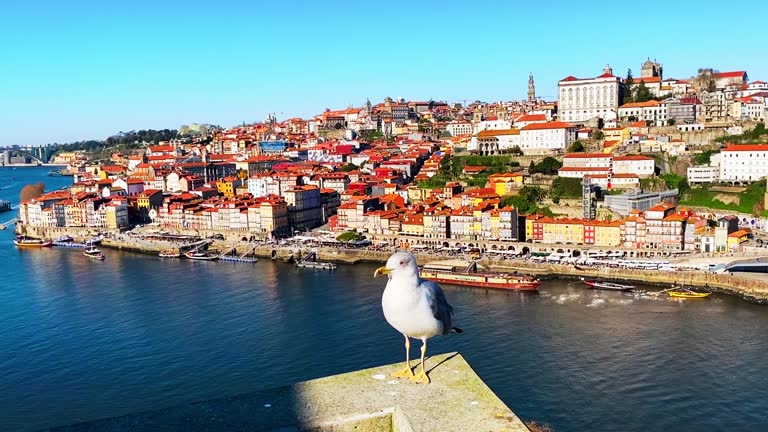 Porto, Portugal. Seagull sitting on the border and looking to the camera.