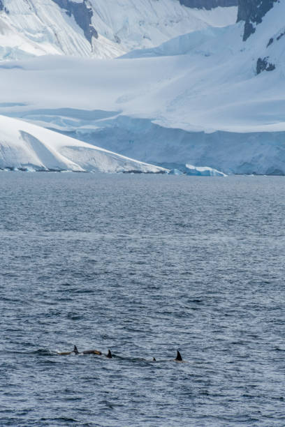 istock Killer whales in the Antarctic 2148097785