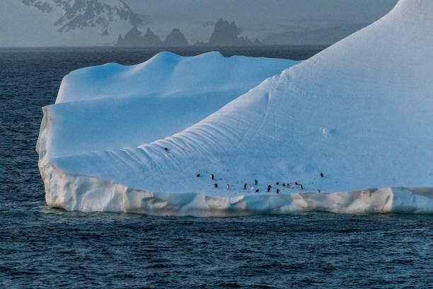 istock Gentoo Penguins in Antarctica 2148097788