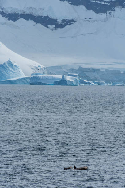 istock Killer whales in the Antarctic 2148097792
