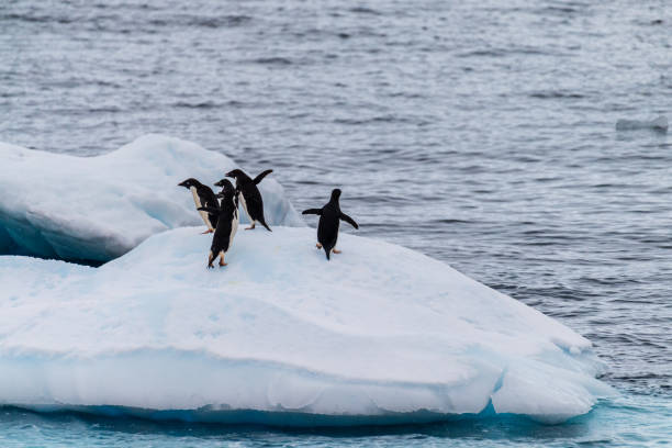 istock Adelie Penguins in Antarctica 2148097804