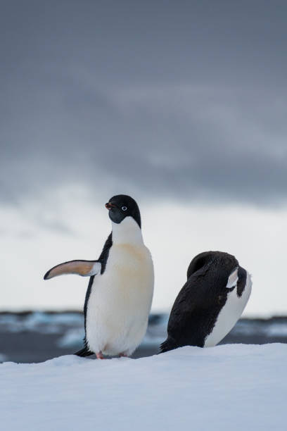 istock Adelie Penguin standing on an iceberg 2148097809