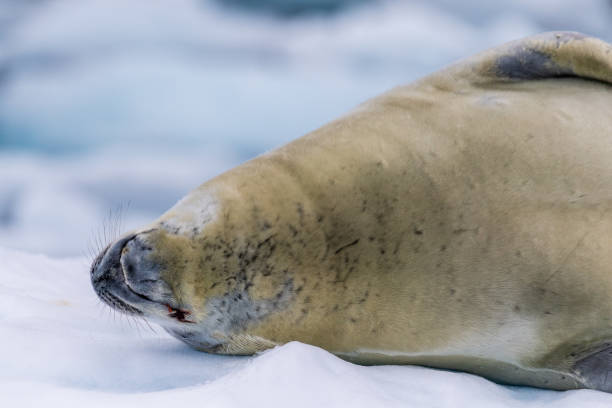 istock Crabeater Seal resting on a sheet of ice 2148097819
