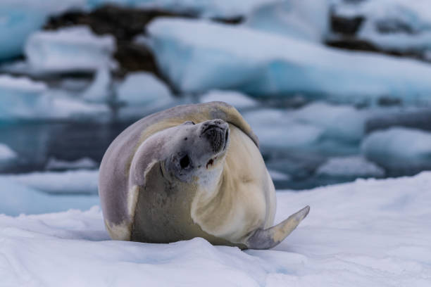 istock Crabeater Seal resting on a sheet of ice 2148097821